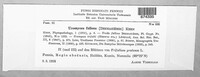 Uromyces fallens image